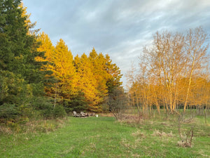 Spruce Sanctuary