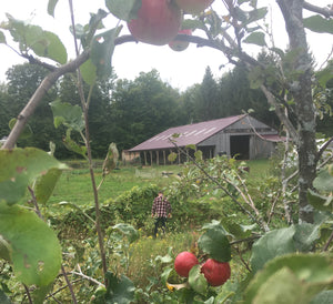 farm-orchard